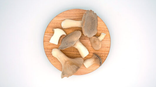 Buy King Oyster Mushrooms